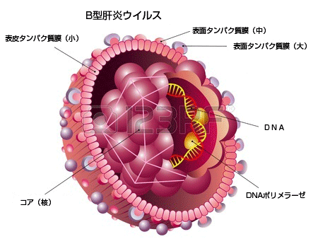 肝炎ウイルス: 介護のこと